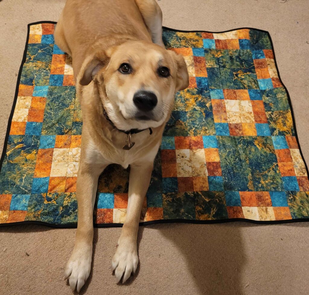 Large mixed breed dog laying on a small quilt and staring up at the camer